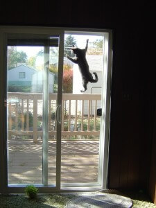 Economy Pet Doors